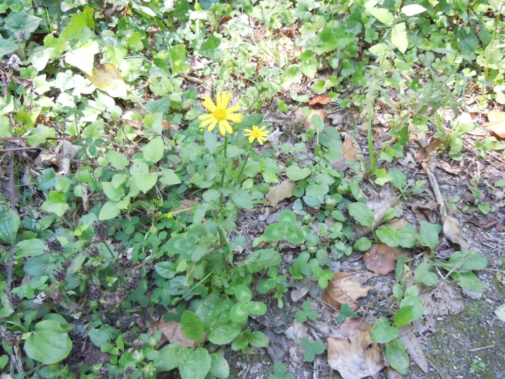 Asteracea - Senecio gr. jacobaea